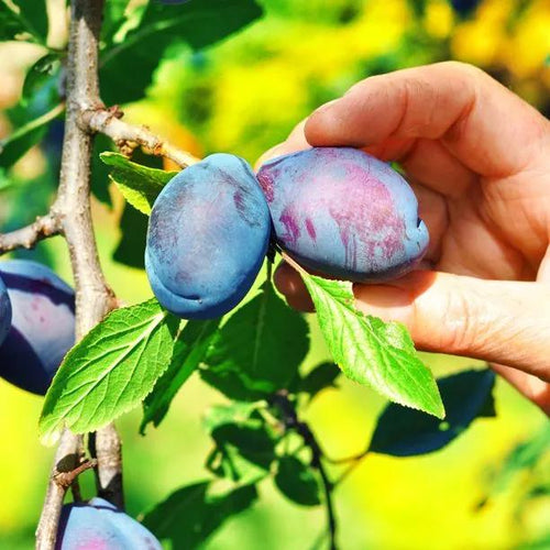 Czar Plums on the Tree