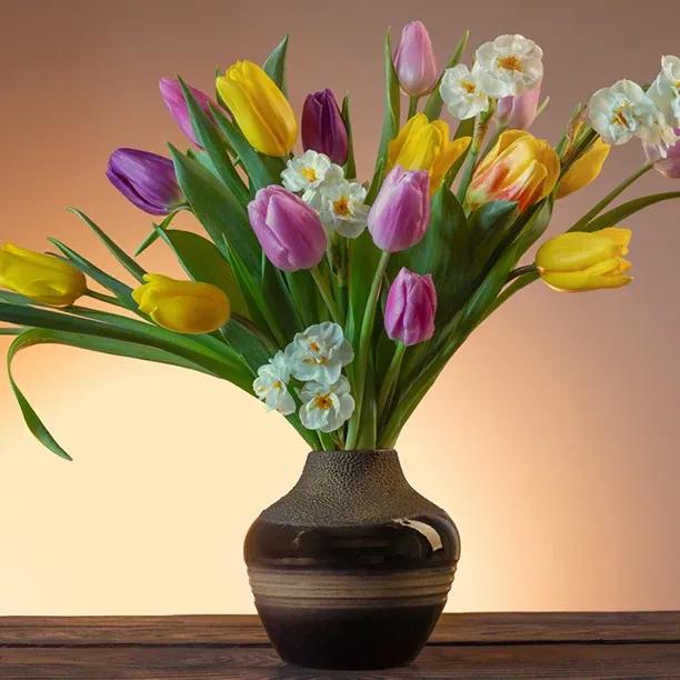 Daffodil and Tulip Collection Flowers