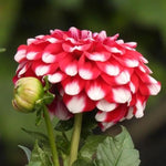 Dahlia Checkers Flowers