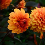 Dahlia David Howard Flowers
