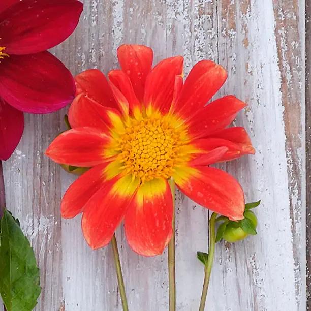 Orange Emperor Dahlia Flowers