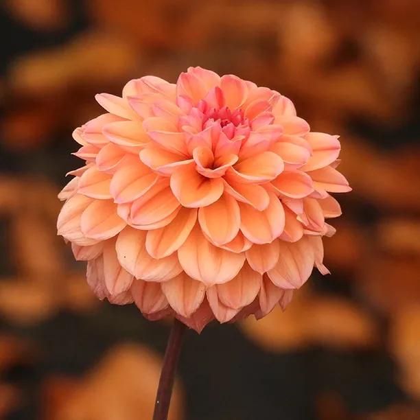 Daisy Duke Dahlia Flowerhead
