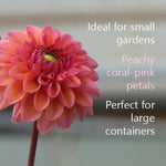 Daisy Duke Dahlia Flowers