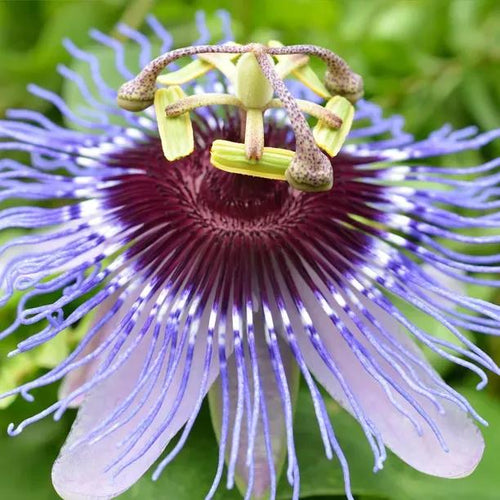 Damsel's Delight Passion Flower Plants