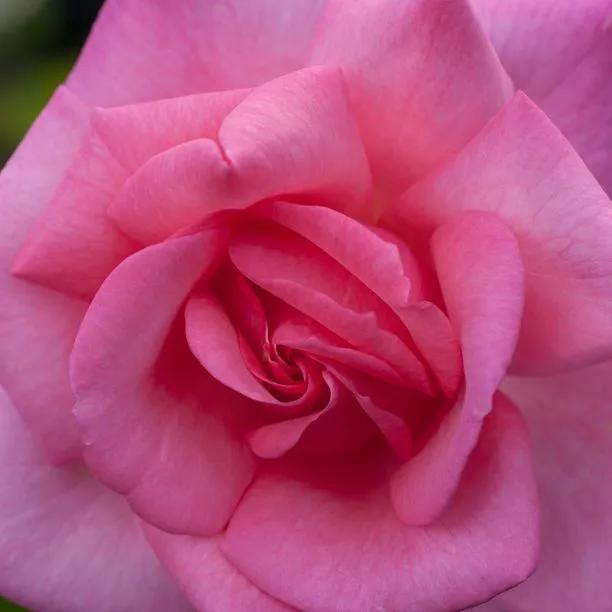Dancing Queen Climbing Rose Flowers