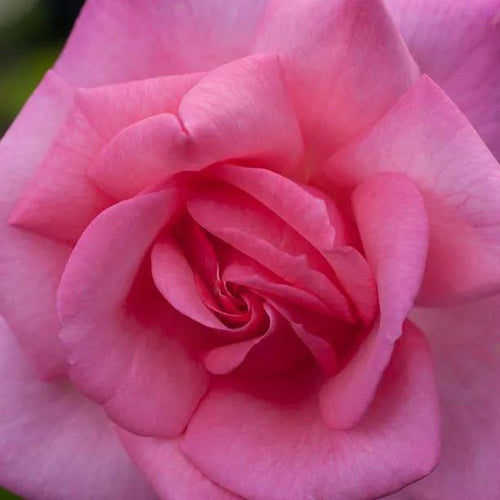 Dancing Queen Climbing Rose Flowers