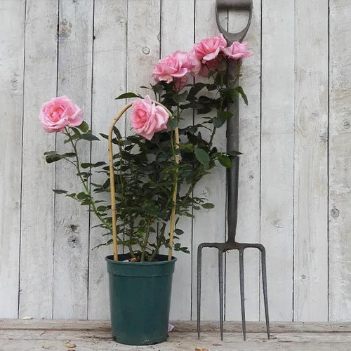Dancing Queen Potted Rose in flower