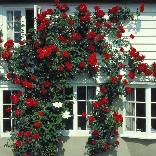 Danse du Feu Climbing Rose Flowers