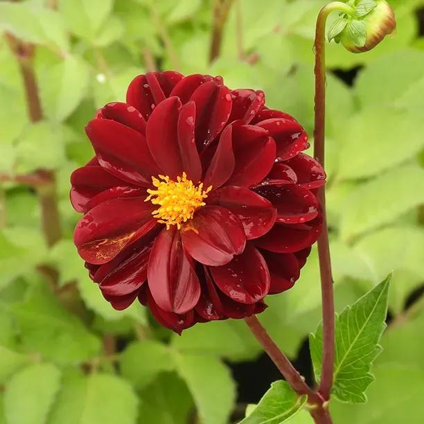 Dark Spirit Dahlia Flowers