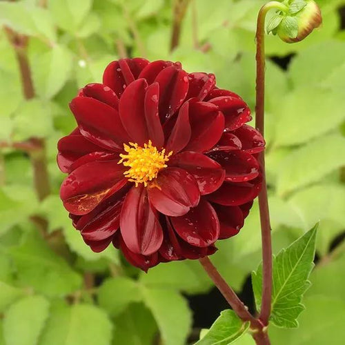 Dark Spirit Dahlia Flowers