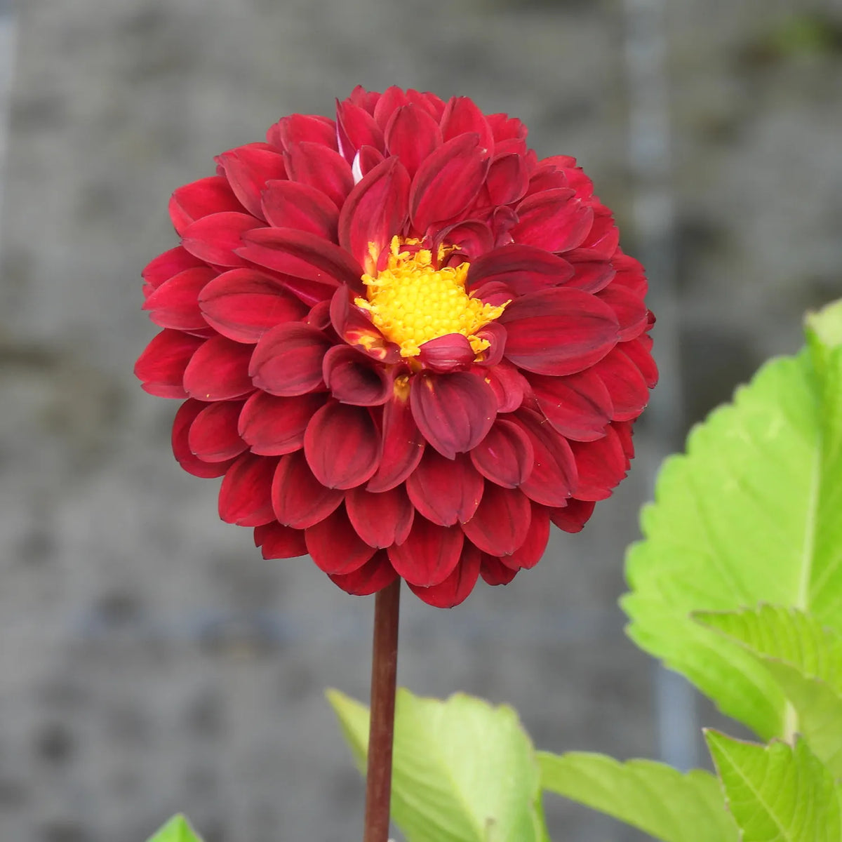 Red flower with a yellow center on a blurred background