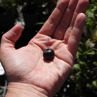Darrow Blueberry Fruit