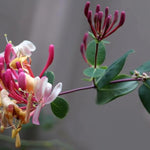 Dart's World Honeysuckle Flowers
