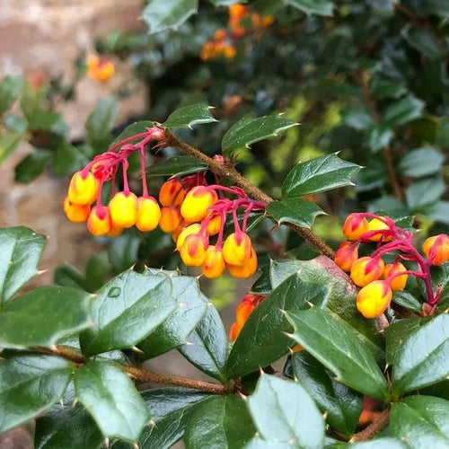 Darwin's Barberry Leaves & Flowers