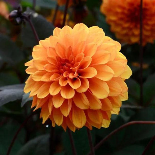 David Howard Dahlia Flowers