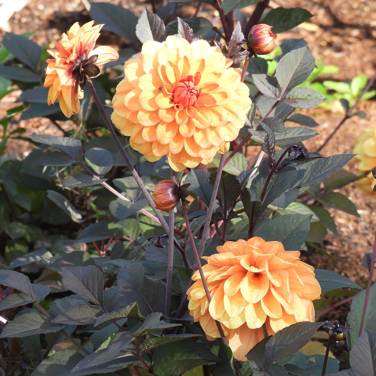 Orange and yellow dahlia flowers with dark purple leaves growing in a garden bed.