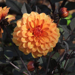 A close-up of a large orange and yellow dahlia flower in bloom, surrounded by dark purple leaves and buds in a garden setting.