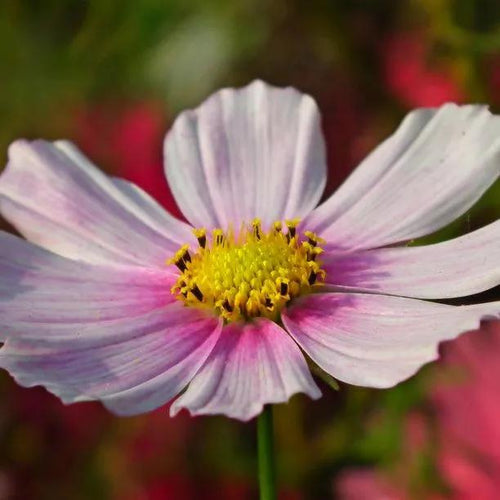 Daydream Cosmos Flowers