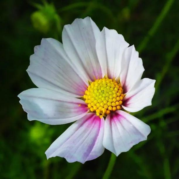 Daydream Cosmos Flowers