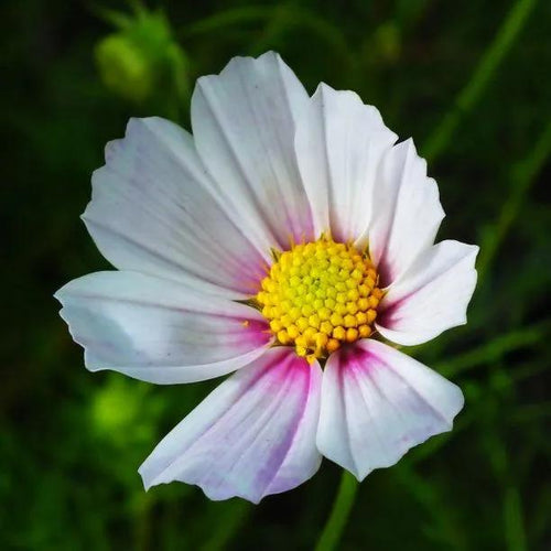 Daydream Cosmos Flowers