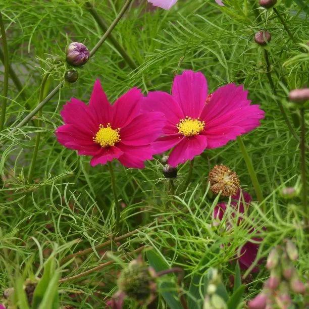 Dazzler Cosmos Flowers