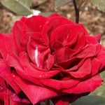 Deep Secret Hybrid Tea Rose Flowers