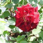 Deep Secret Hybrid Tea Rose Flowers