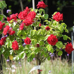 Deep Secret Tree Rose Flowers