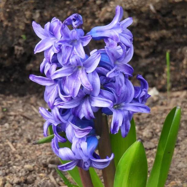 Delft Blue Hyacinth Flowerhead