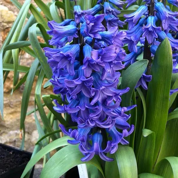 Delft Blue Hyacinth Flowers