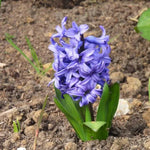 Delft Blue Hyacinth Flowering in Spring