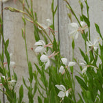 Delicate Gaura flowers - whirling butterflies