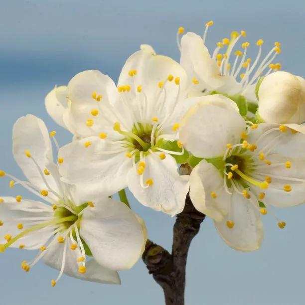 Dennistons Superb Plum Flowers