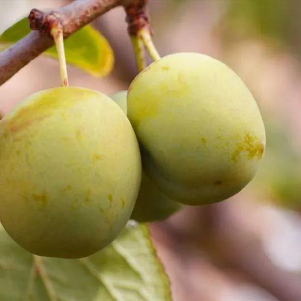 Dennistons Superb Plums on the tree