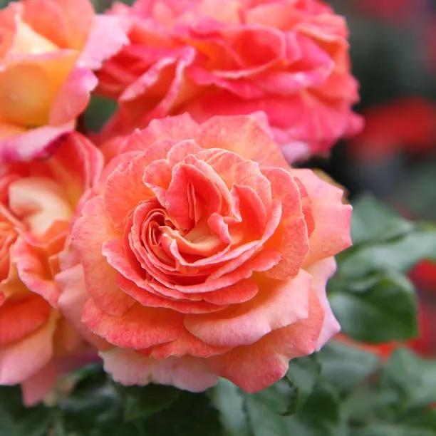 Designer Sunset Rose Flowers