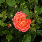 Designer Sunset Rose Flowers