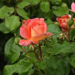 Designer Sunset Flower