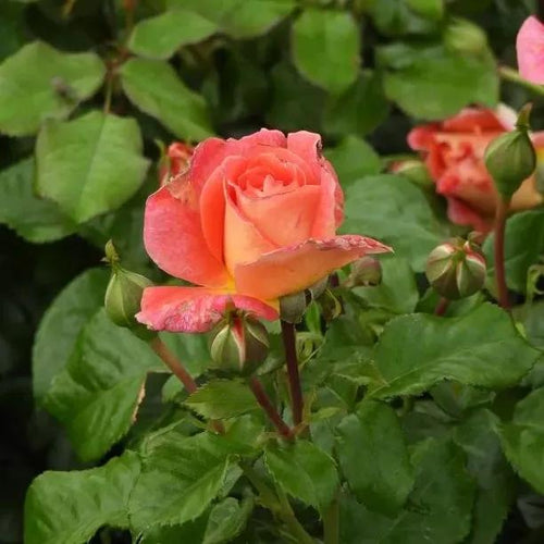 Designer Sunset Flower