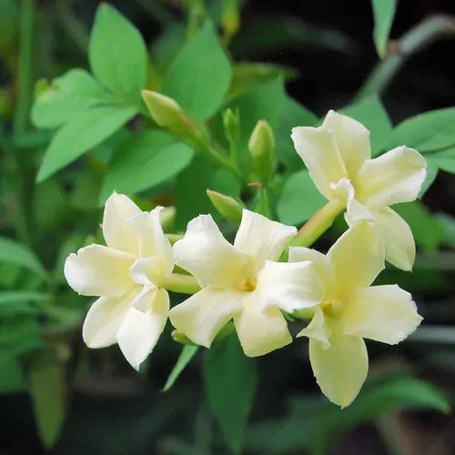 Devon Cream Jasmine Flowers