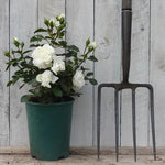 Diamond Dad Potted White Roses in flower