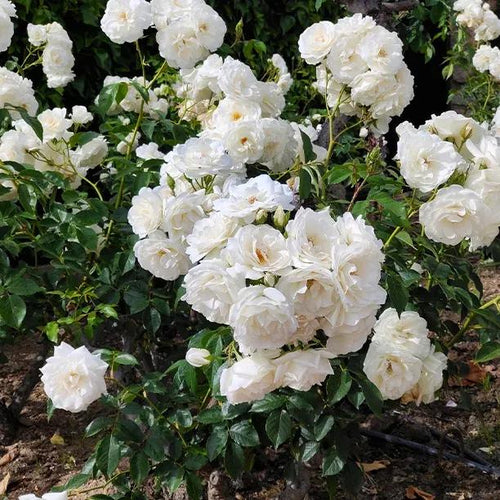 Diamond Dad Rose Flowers