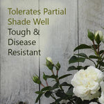 Diamond Dad Rose Flowers that tolerates shade