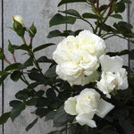 Diamond Dad White Rose Flowers