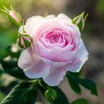 Diamond Wishes Patio Shrub Rose Flowers