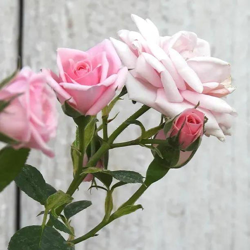 Diamond Wishes Pink Patio Rose Flowers