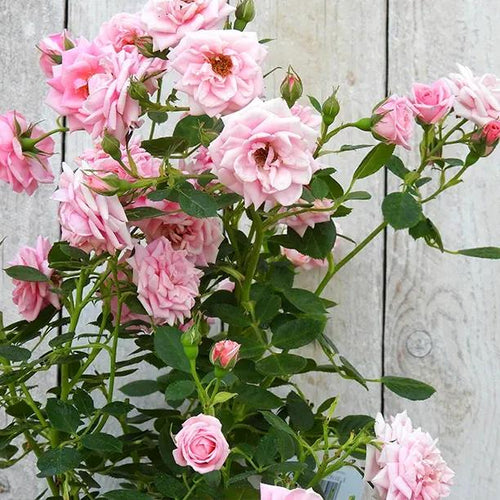 Diamond Wishes Pink Rose Flowers