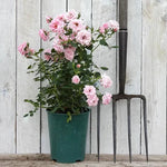 Diamond Wishes Potted Rose in flower