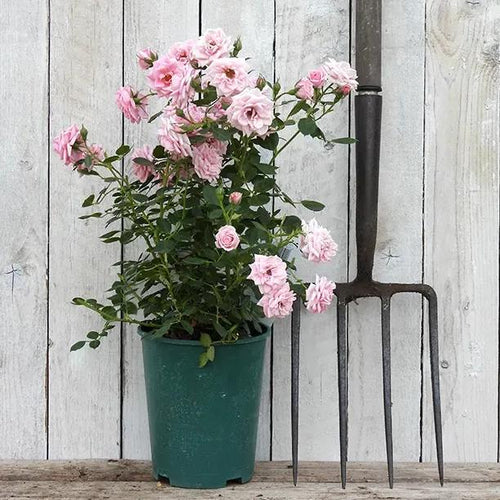 Diamond Wishes Potted Rose in flower