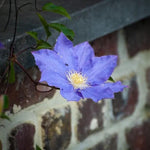 Diana's Delight Clematis Flower