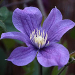 Diana's Delight Clematis Flower